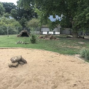 African hunting dogs exhibit 080818