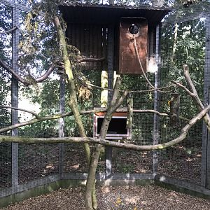 Vasa parrot aviary 080818