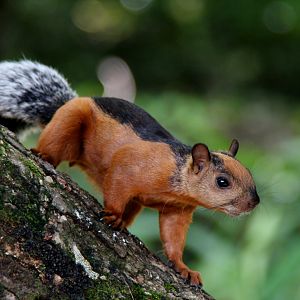 variegated squirrel (Sciurus variegatoides) @ Montezuma 2014