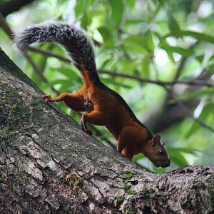variegated squirrel (Sciurus variegatoides) @ Montezuma 2014