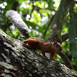 variegated squirrel (Sciurus variegatoides) @ Montezuma 2014