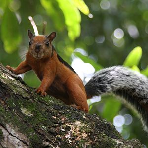 variegated squirrel (Sciurus variegatoides) @ Montezuma 2014