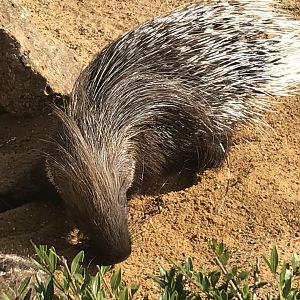Crested porcupine 080818