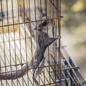 Small Asian flying squirrel, Hylopetes spec. (Malang Bird Market)