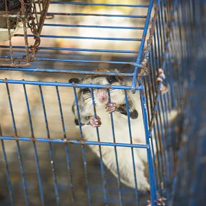 Small Asian flying squirrel, Hylopetes spec. (Malang Bird Market)