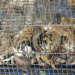 Small Asian flying squirrels, Hylopetes spec. (Malang Bird Market)