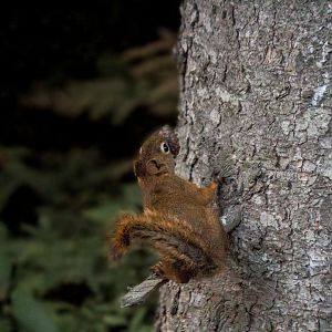 American red squirrel, Tamiasciurus hudsonicus
