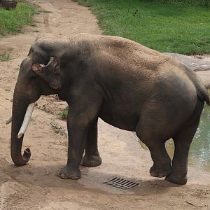 Elephant Trails - Asian Elephant - Spike