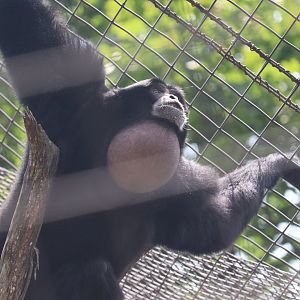 Gibbon Ridge - Siamang