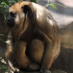 Small Mammal House - Black Howler Monkey