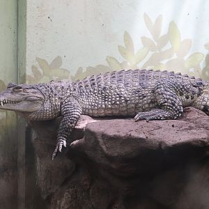 Reptile Discovery Center - Philippine Crocodile