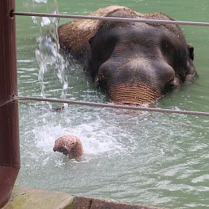 Elephant Trails - Asian Elephant - Ambika having a swim