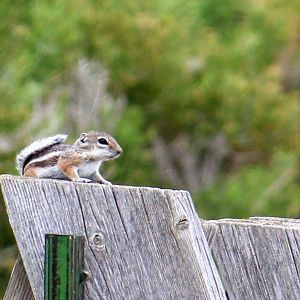 White-tailed Antelope Squirrel