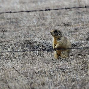 White-tailed Prairie Dog