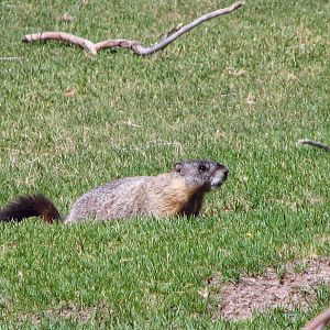 Yellow-bellied Marmot