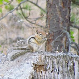 Golden-mantled Ground Squirrel