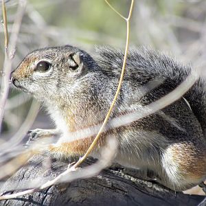 Harris’s Antelope Squirrel