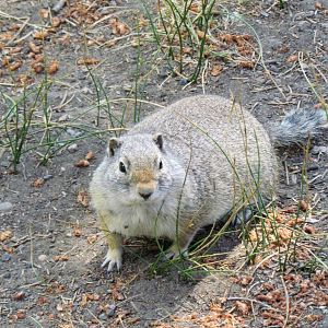 Uinta Ground Squirrel
