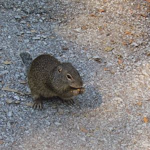 Franklin’s Ground Squirrel