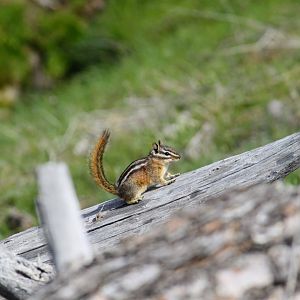 Yellow Pine Chipmunk