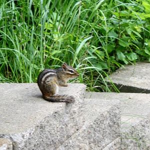 Eastern Chipmunk