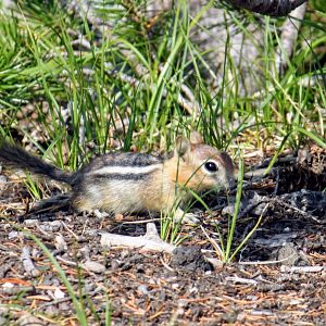 Golden-mantled Ground Squirrel
