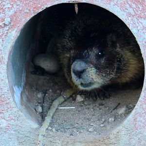 Yellow-bellied Marmot