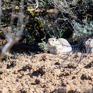 Piute Ground Squirrel