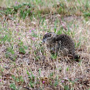 Southern Idaho Ground Squirrel