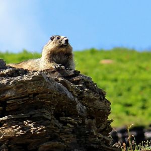 Hoary Marmot