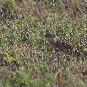 Thirteen-lined Ground Squirrel