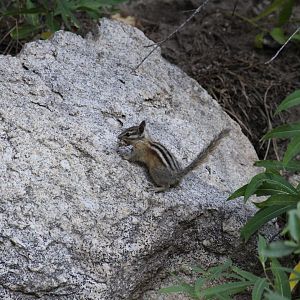 Least Chipmunk