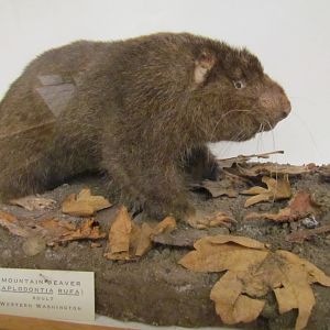 Sewellel (museum specimen)