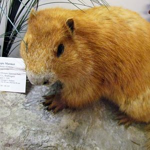 Olympic Marmot