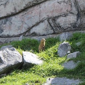 Richardson’s Ground Squirrel