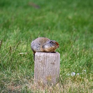 Columbian Ground Squirrel