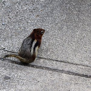 Golden-mantled Ground Squirrel