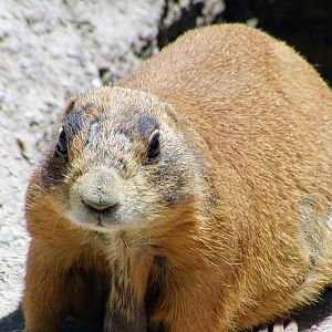 Utah Prairie Dog
