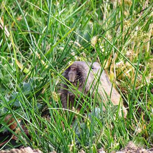 Northern Pocket Gopher