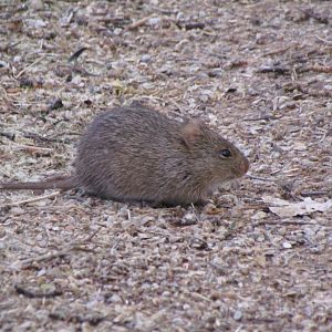 Arizona Cotton Rat