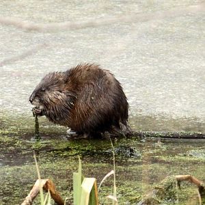 Muskrat