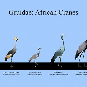 African Cranes Size Chart