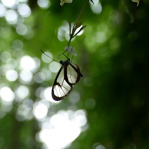 Glasswing Butterfly