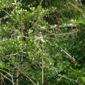 Lemon-browed Flycatcher