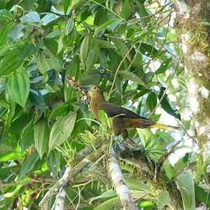 Russet-backed Oropendola