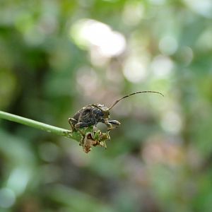 Longhorn Beetle