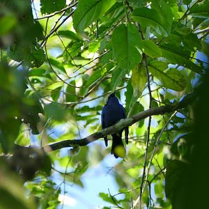Opal-crowned Tanager
