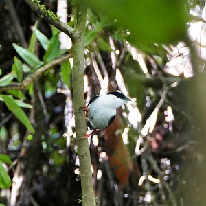 White-bearded Manakin
