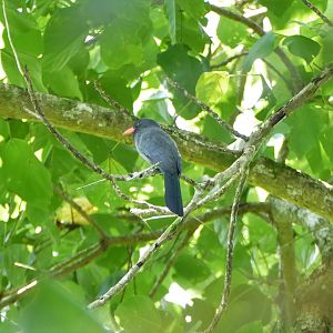 Black-fronted Nunbird