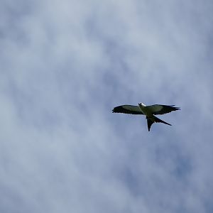 Swallow-tailed Kite